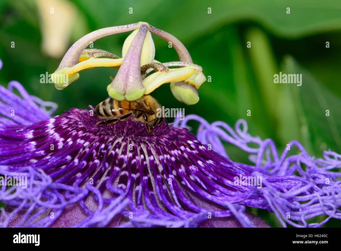 Purple Passion Flower Passiflora with honeybee Stock Photo Alamy