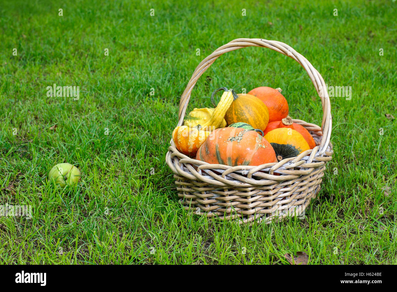 Basket of pumpkins in the garden Stock Photo - Alamy