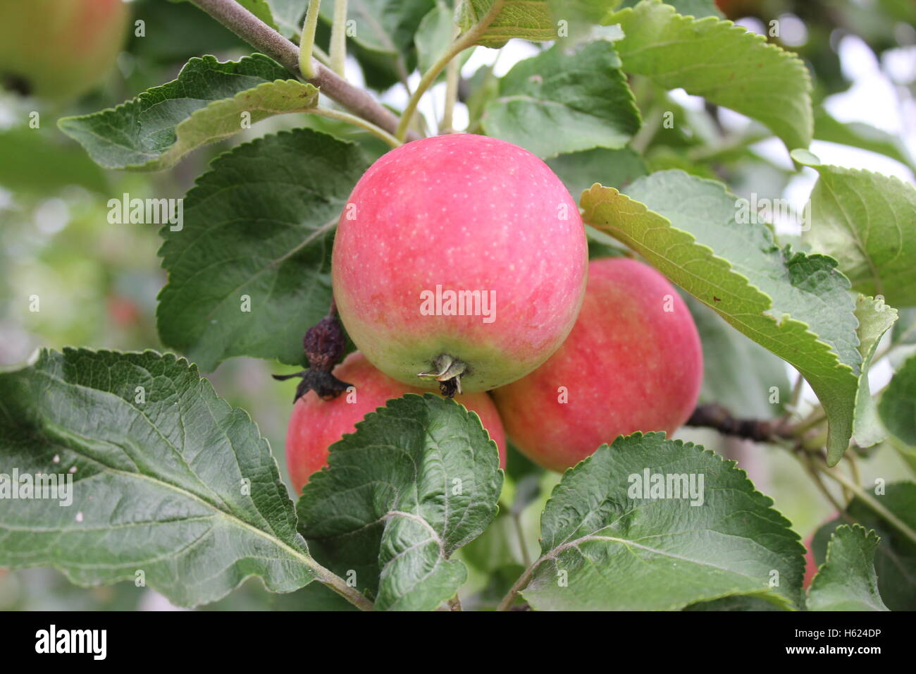 Red ripe apples on branch 20512 Stock Photo - Alamy