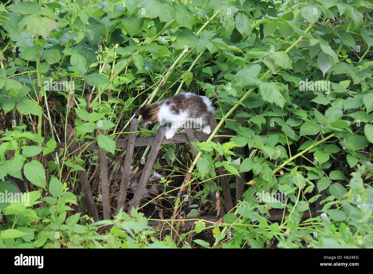 Cute kitten walking in the garden 20557 Stock Photo - Alamy