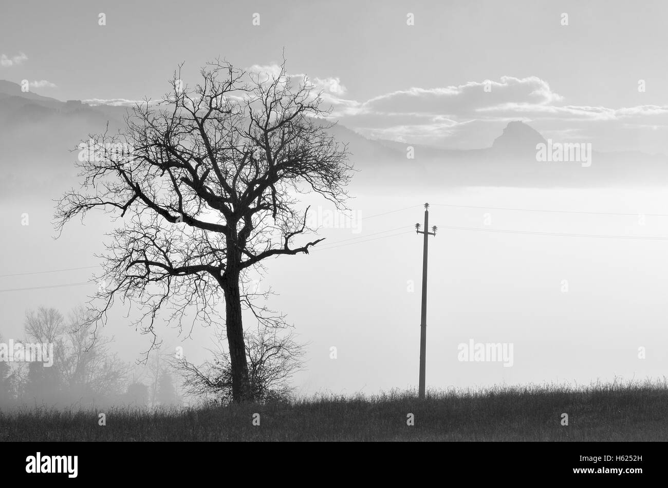 Landscape with lonely tree in the fog in winter Stock Photo
