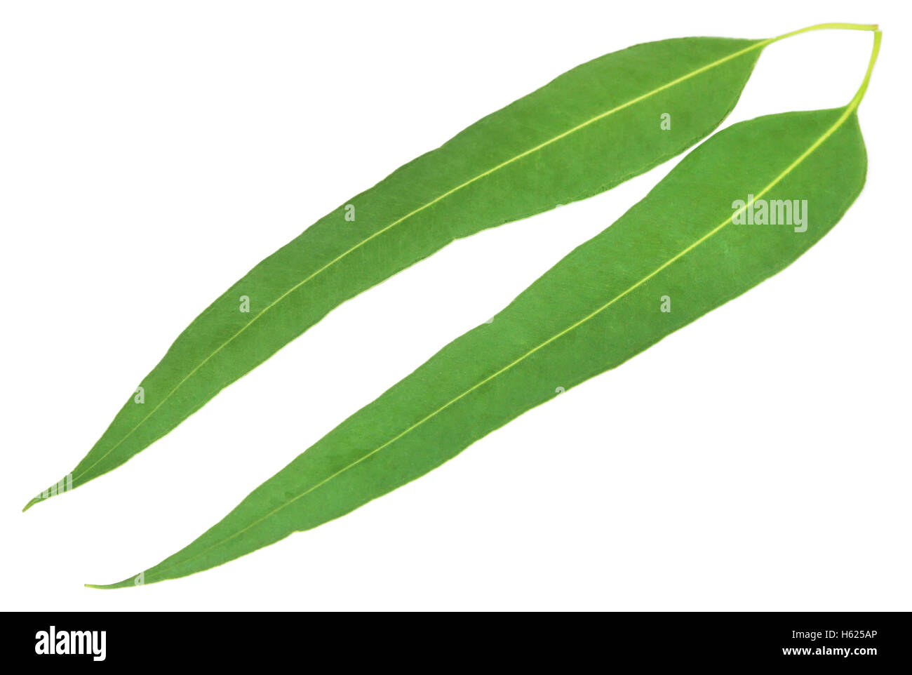 Eucalyptus leaves over white background Stock Photo Alamy