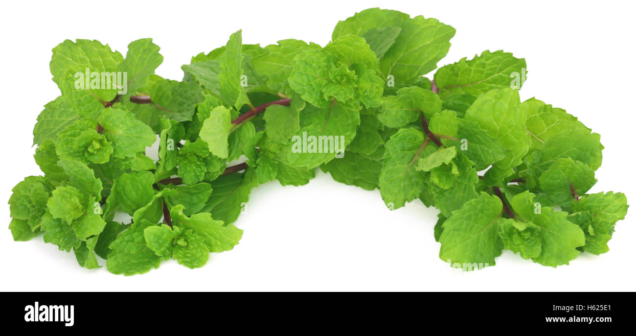 Bunch of mint leaves over white background Stock Photo