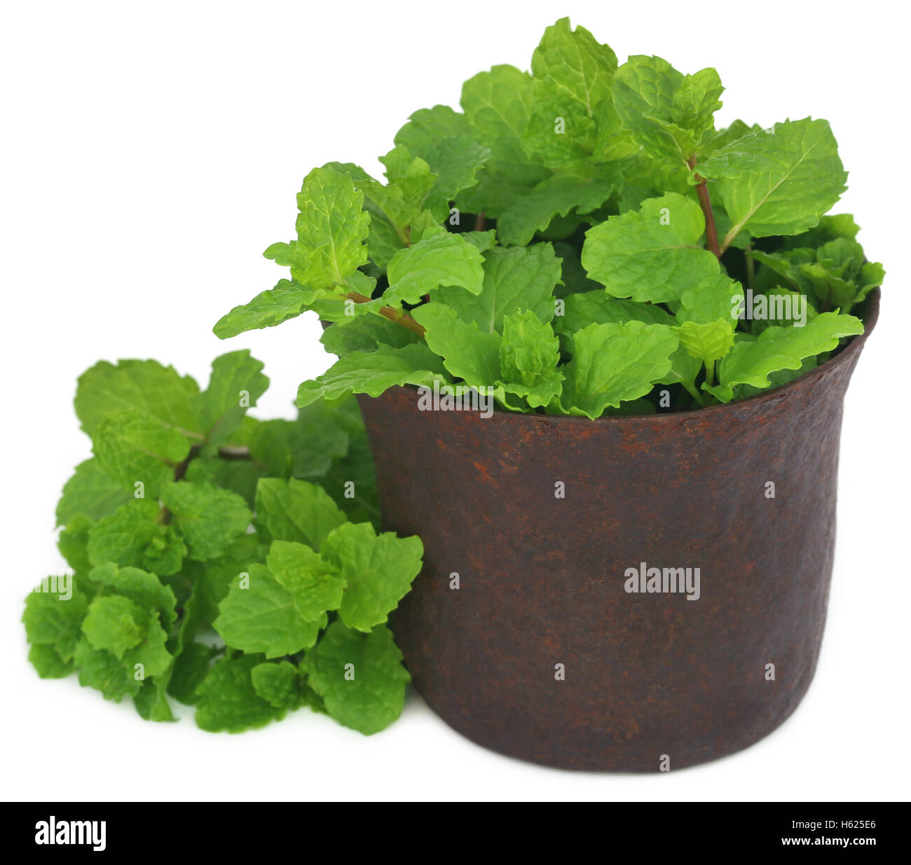 Bunch of mint leaves in a mortar over white background Stock Photo
