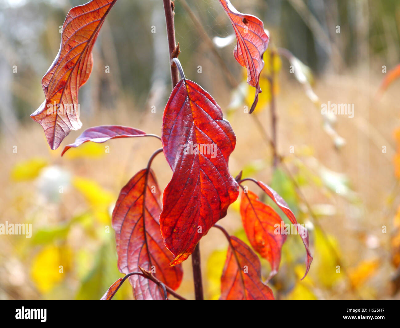 alder buckthorn in autumn colors Stock Photo