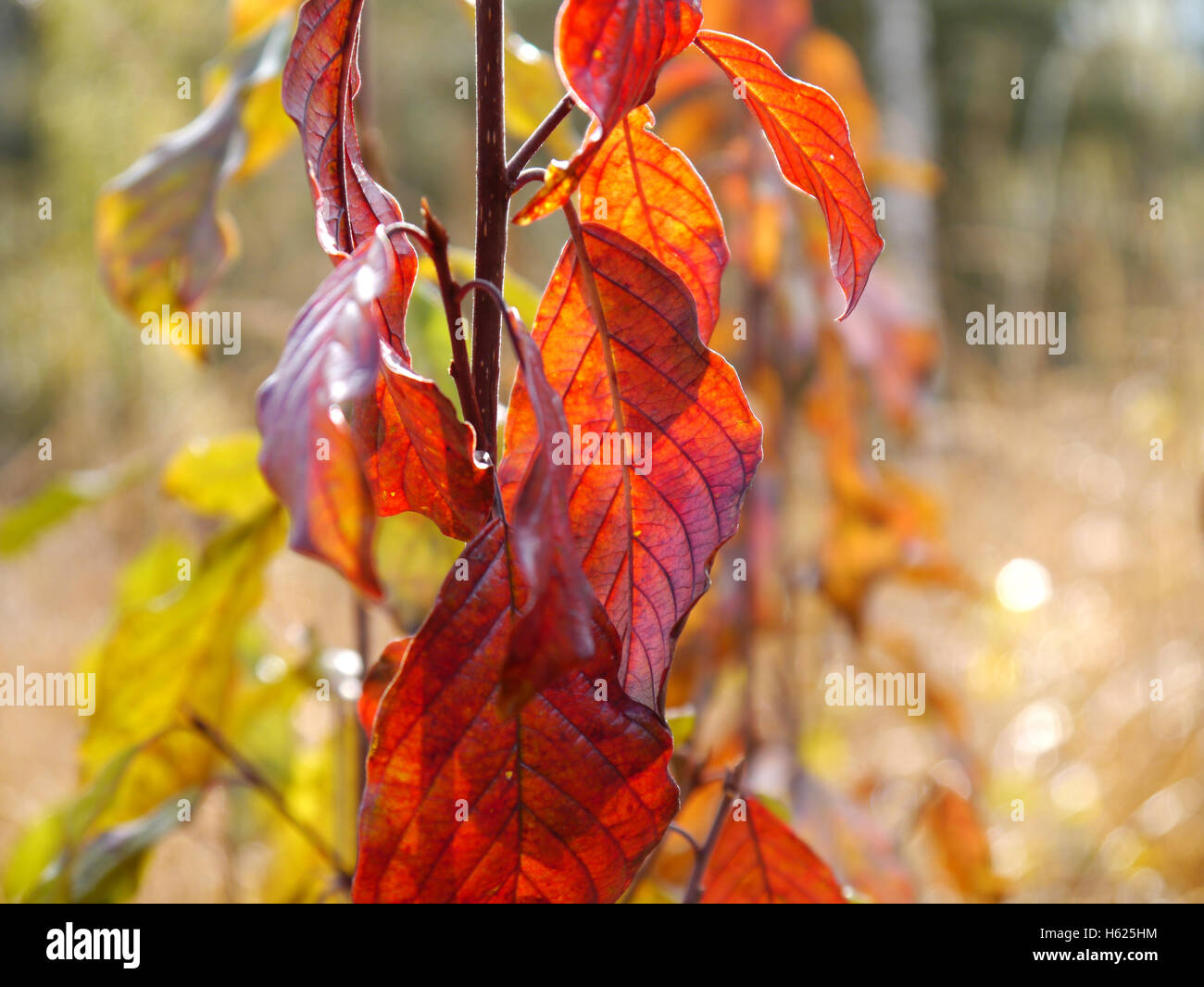 alder buckthorn in autumn colors Stock Photo