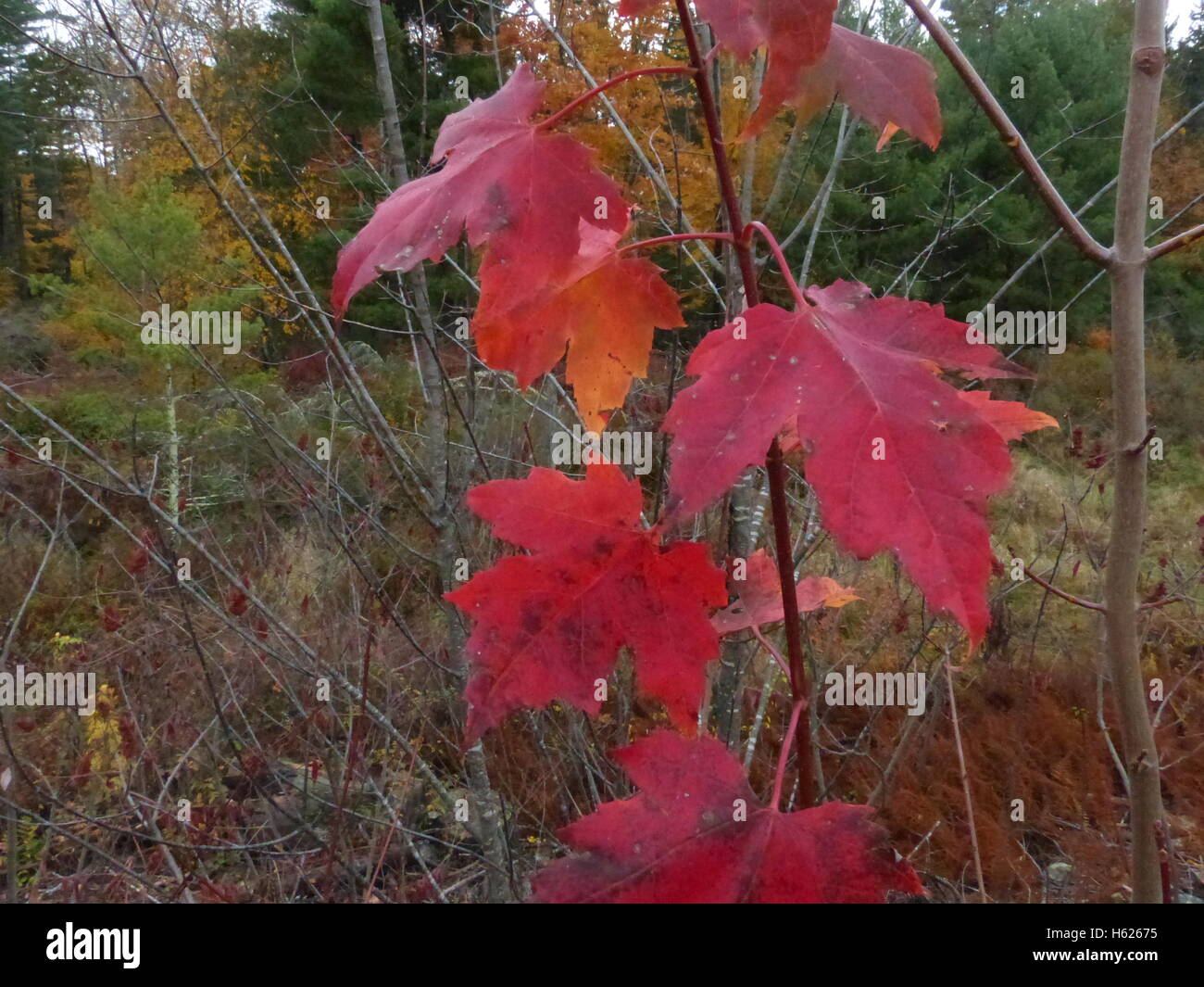 Northeastern trees hires stock photography and images Alamy