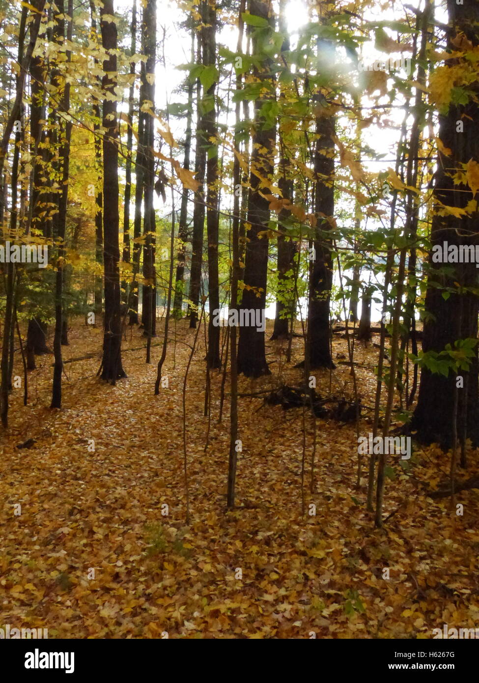 Floor covered maple leaves hi-res stock photography and images - Alamy