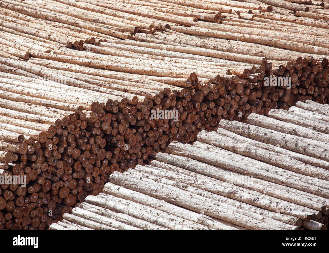 Endless piles of timber in Astoria town port (Oregon). Stock Photo
