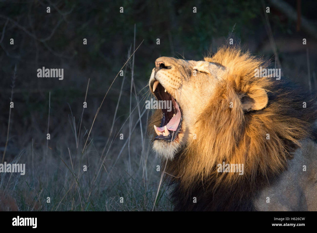 Lion Yawning, big teeth. Stock Photo