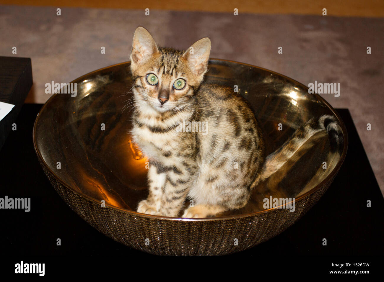 Bengal cat pictures stock photo alamy