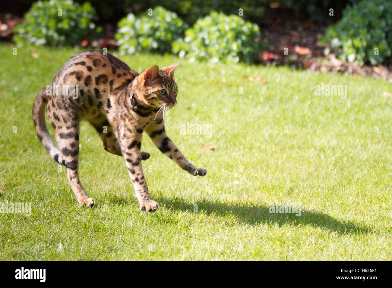 Bengal cat pictures stock photo alamy