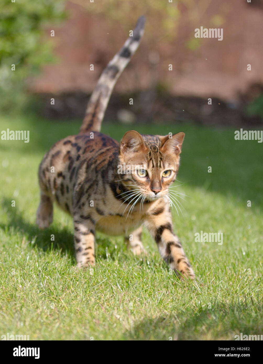 Bengal Cat Pictures Stock Photo Alamy