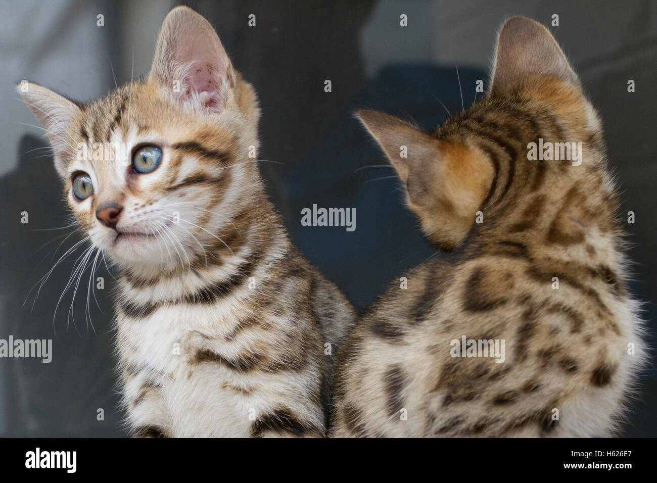 Bengal cat pictures stock photo alamy