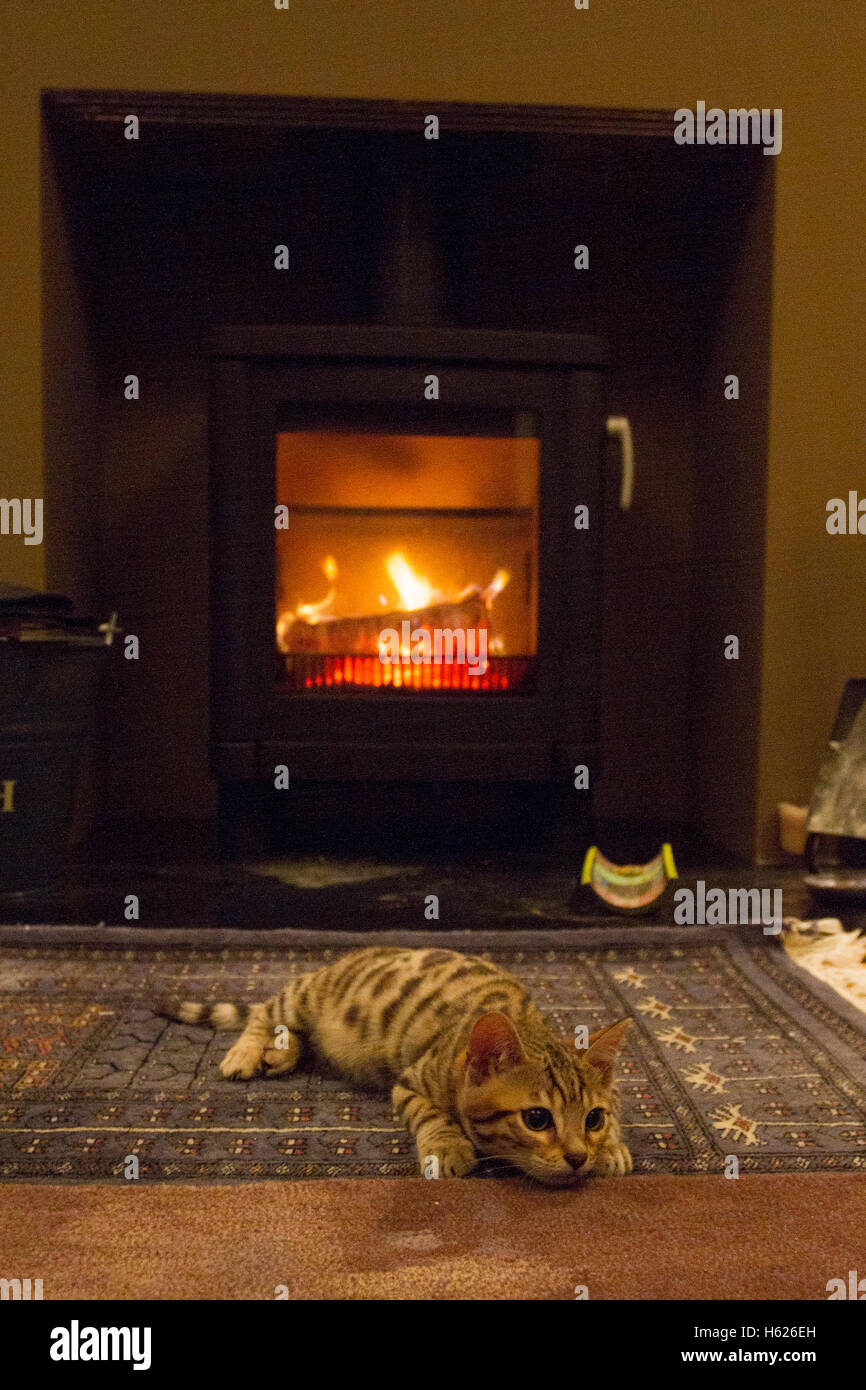 Bengal cat pictures stock photo alamy