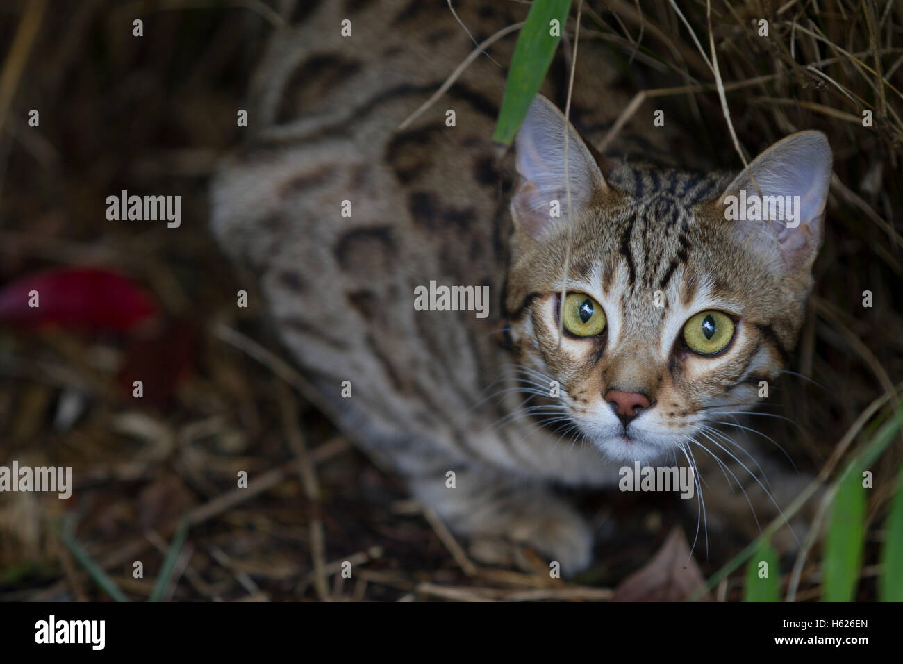 Bengal cat pictures stock photo alamy