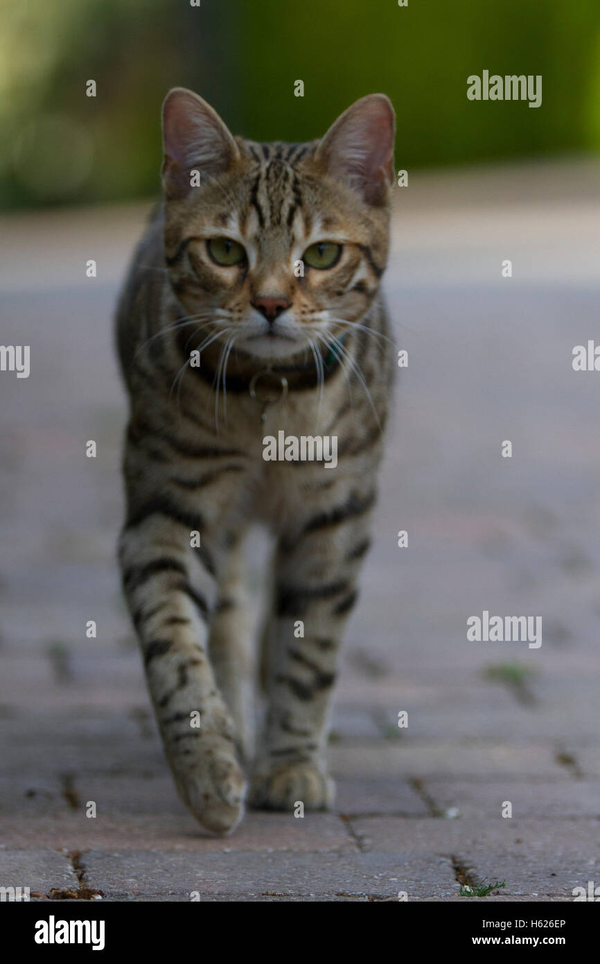 Bengal cat pictures stock photo alamy