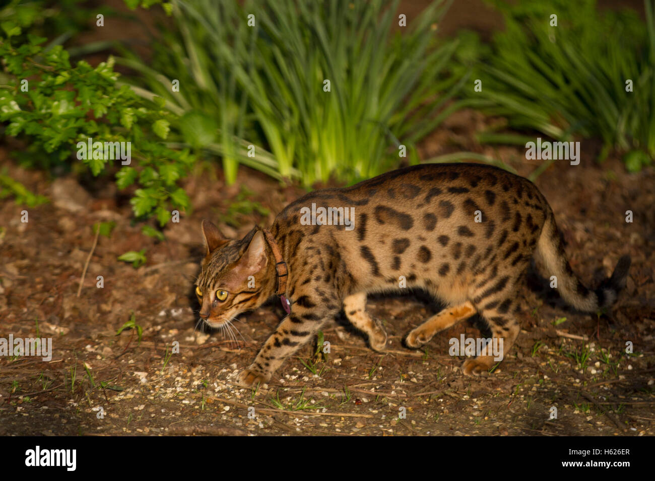 Bengal cat pictures stock photo alamy