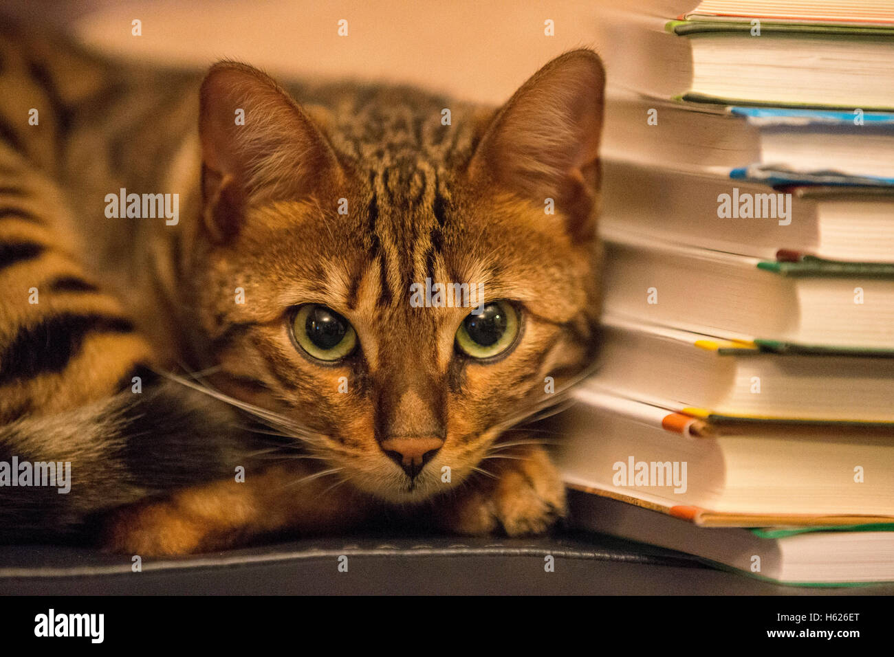 Bengal cat pictures stock photo alamy