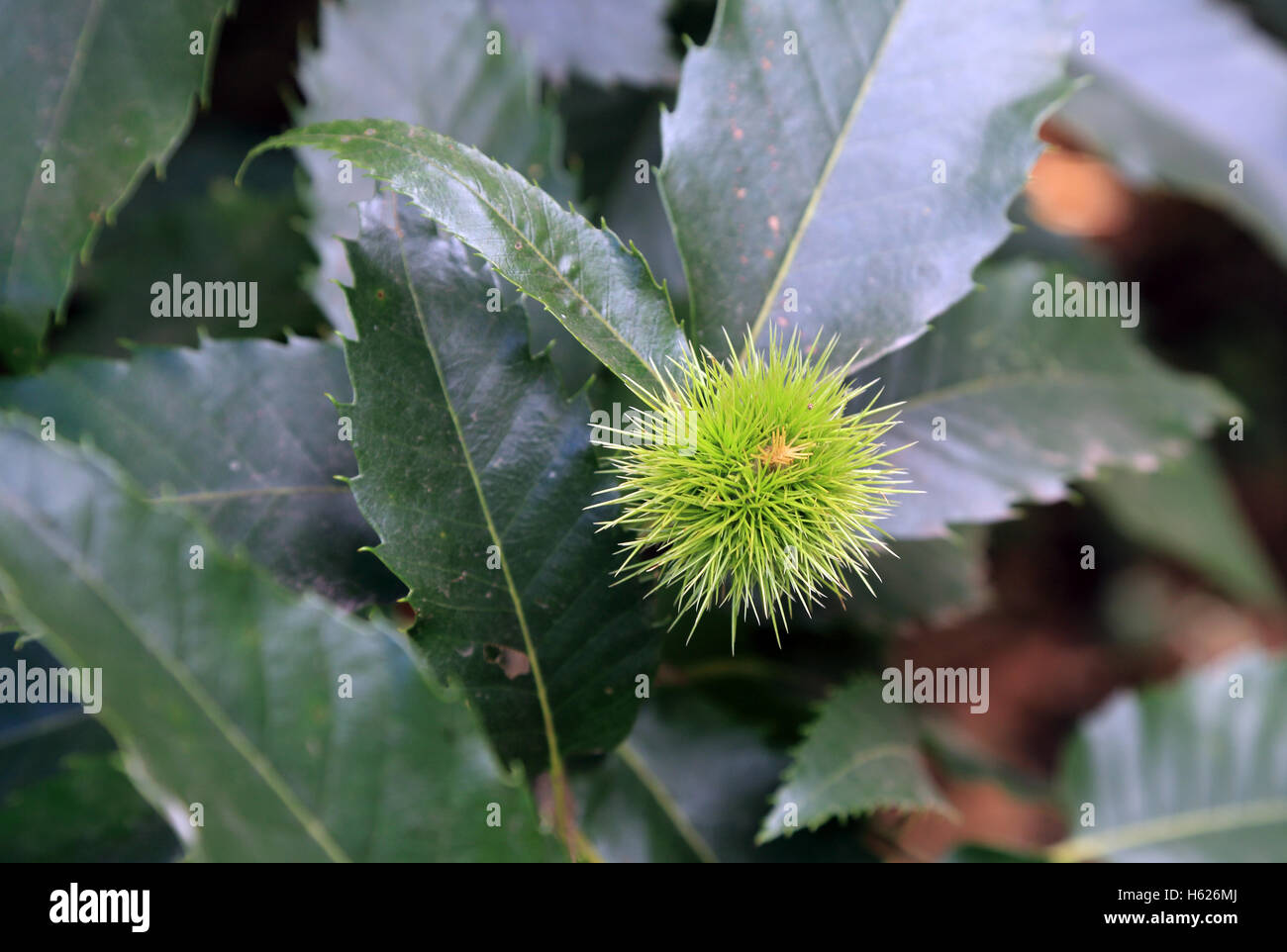 Sweet chestnut and leaves on tree from footpath near Er goua, Meucon, Morbihan, Brittany, France Stock Photo