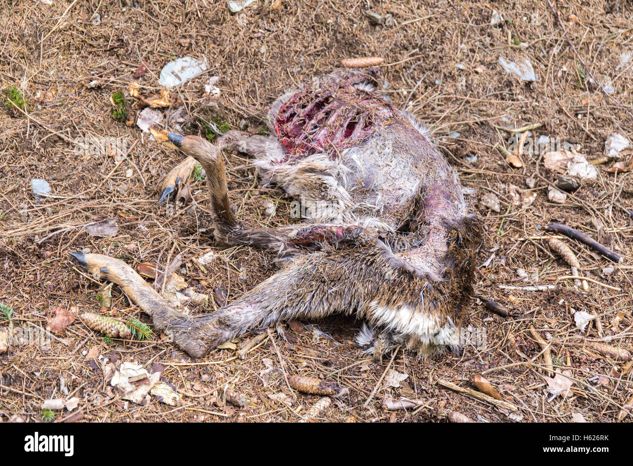 Dead gutted deer without head Stock Photo - Alamy