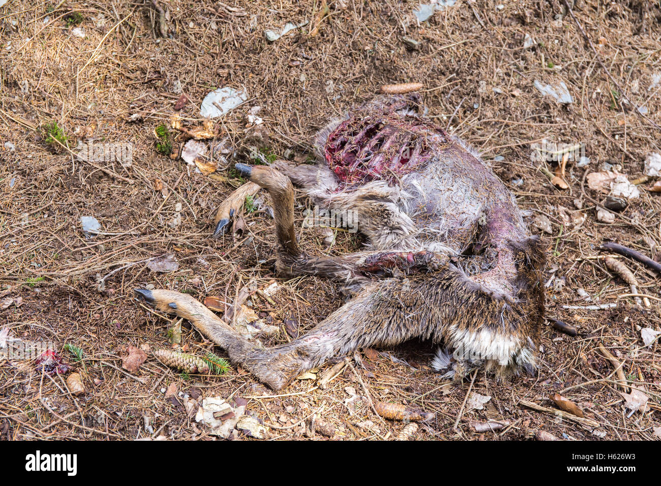Dead gutted deer without head Stock Photo - Alamy Dead gutted deer without head Stock Photo - Alamy