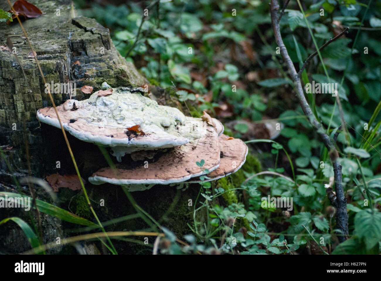 Lumpy bracket (Trametes gibbosa) fungi on a tree stump. Wood-decay fungus is a variety of fungus that digests moist wood. Stock Photo