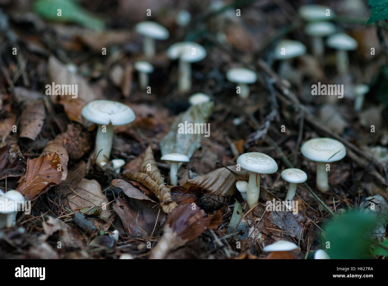 Fresh mushroom growing on the forest floor Stock Photo