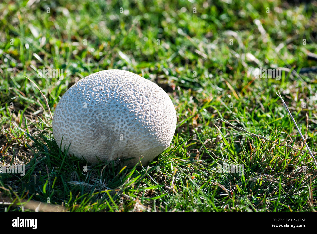 Fresh mushroom growing in the grass Stock Photo