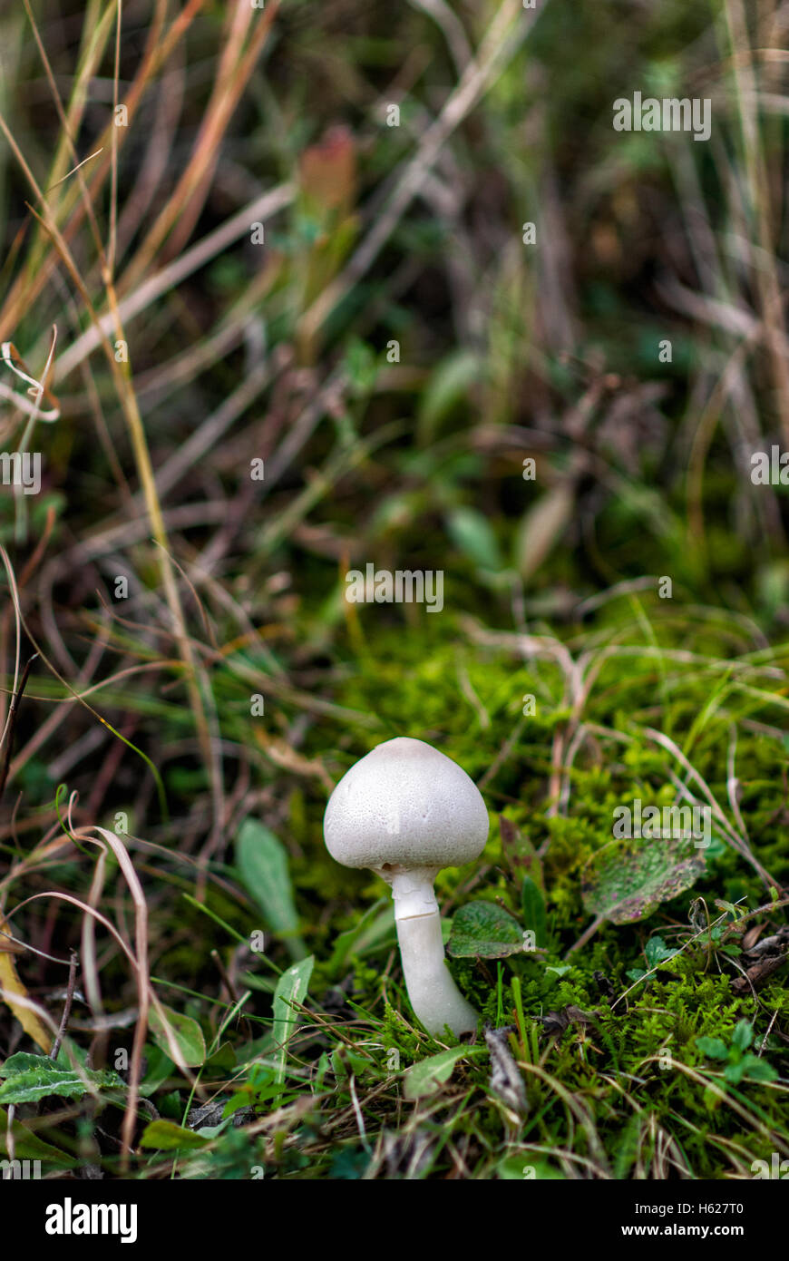 Fresh mushroom growing in the grass Stock Photo