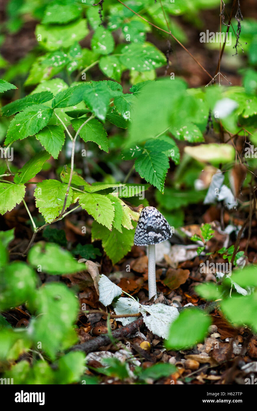 Poisonous mushrooms in forest Stock Photo