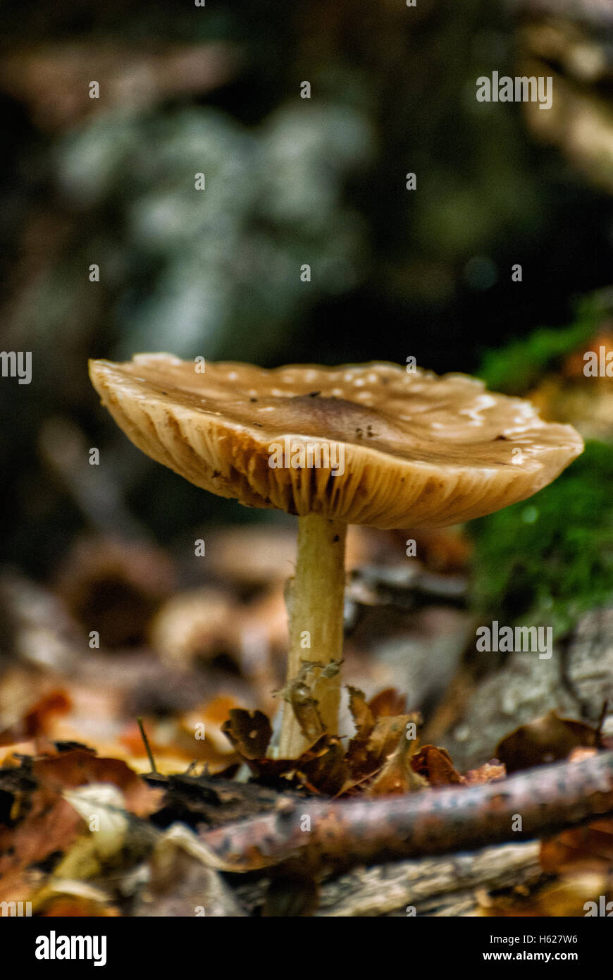 Fresh mushroom growing on the forest floor Stock Photo