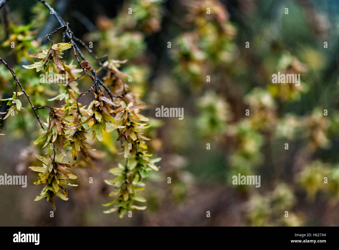 Sycamore seedling hires stock photography and images Alamy