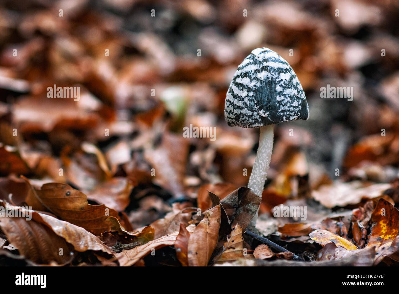 Poisonous mushrooms in forest Stock Photo
