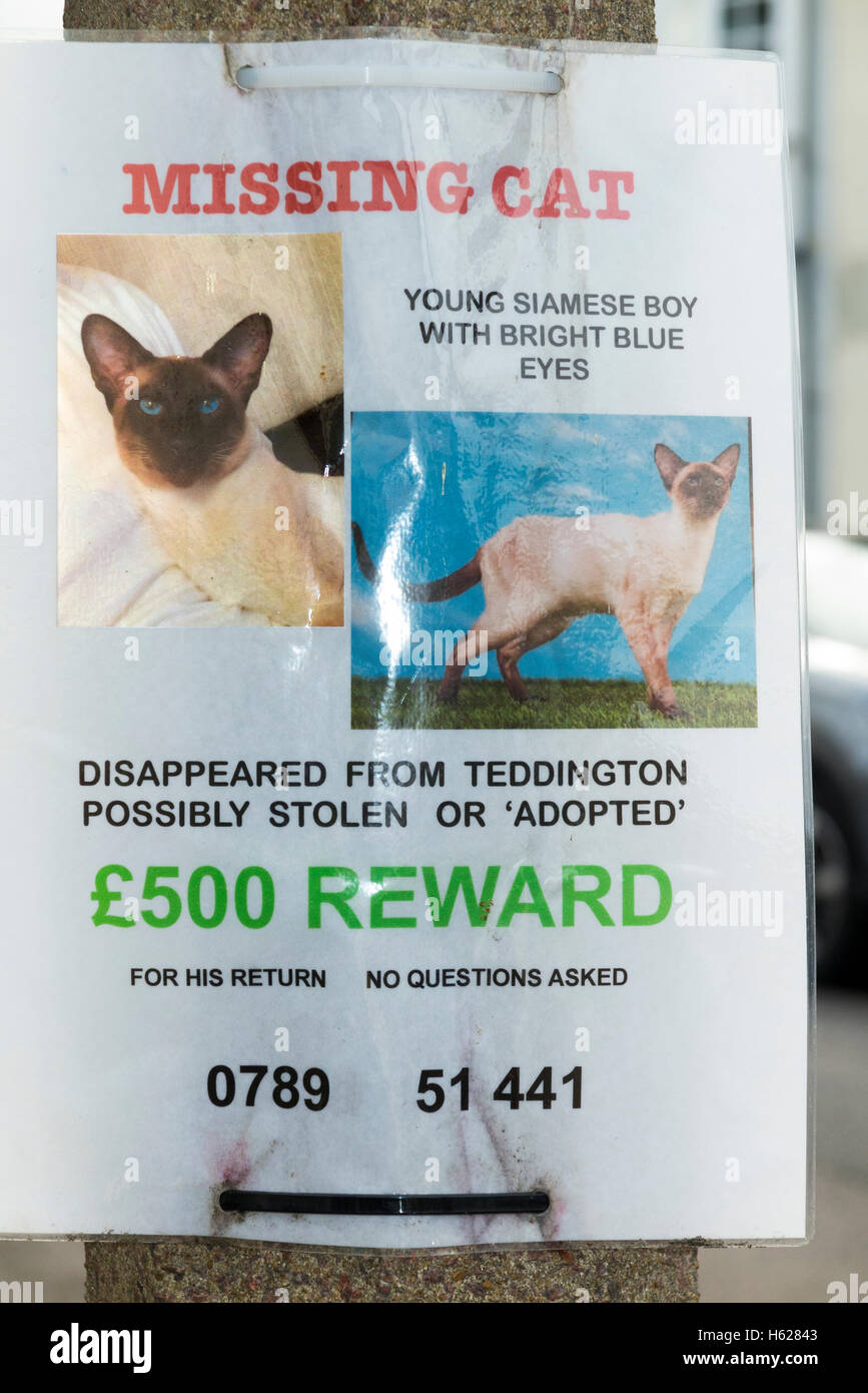 Poster for a lost, missing, or possibly stolen pedigree Siamese cat / pet which offers a financial reward money for safe return. The phone numbers shown have been digitally altered. UK Stock Photo
