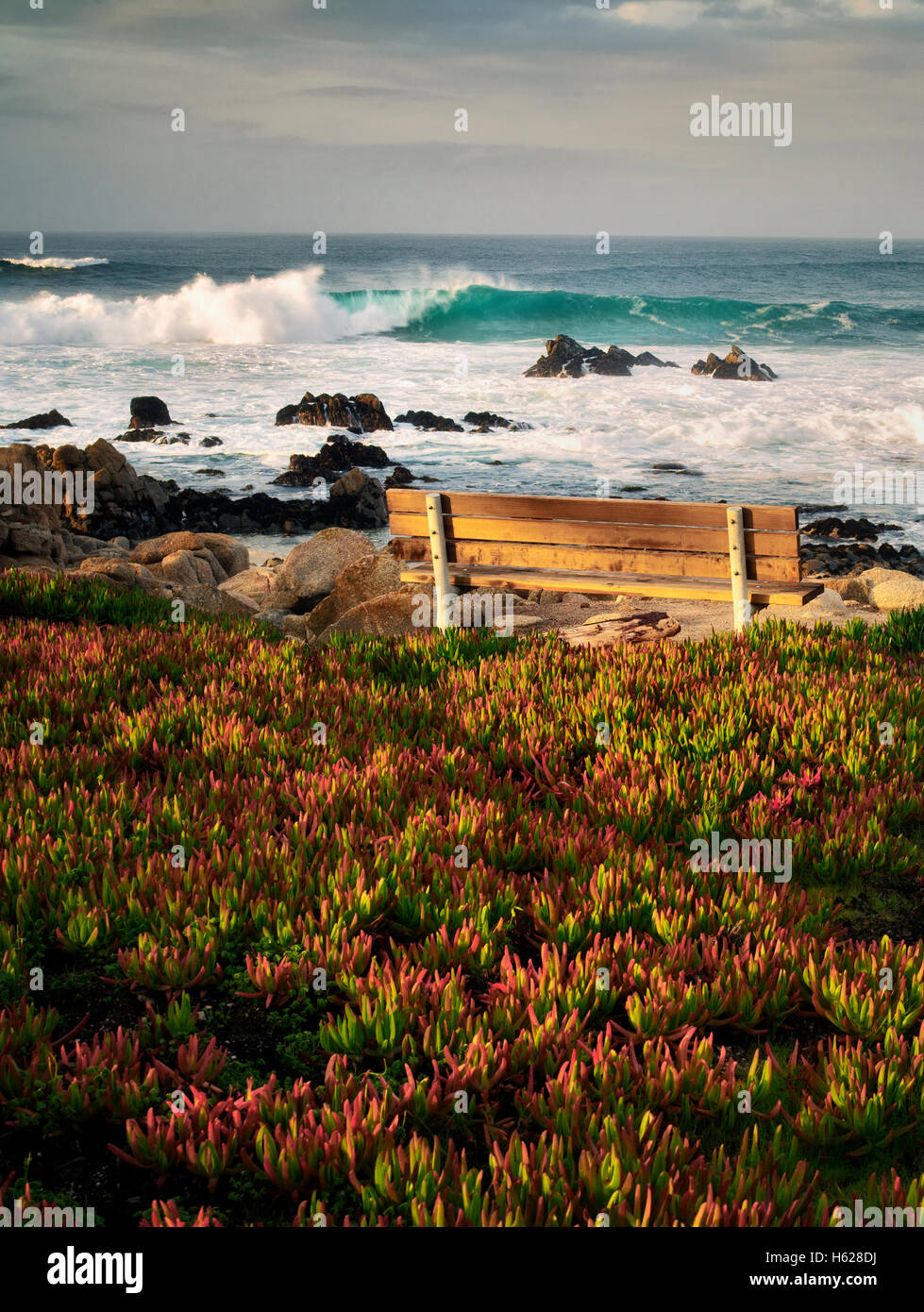 Bench with ice plant and ocean. Pacific Grove, California Stock Photo
