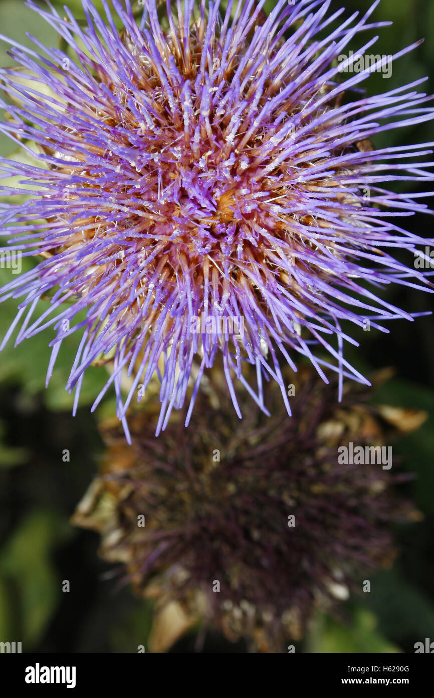 image of globe artichoke flower Cynara scolymus Stock Photo Alamy