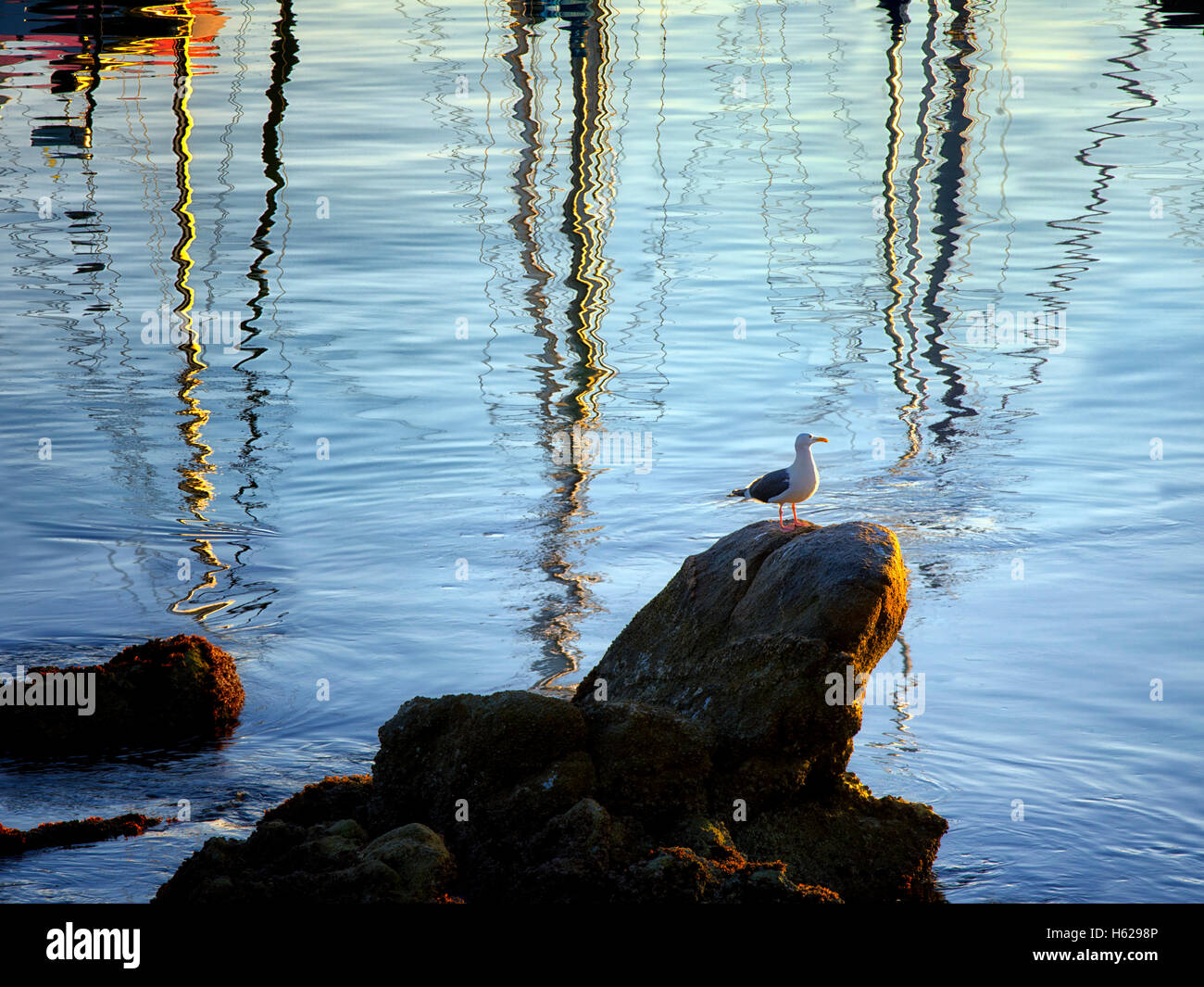 Reflected sailing masts and seagull at Monterey Harbor and Marina, California Stock Photo