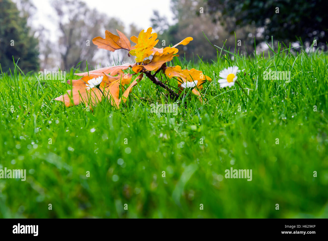 Branch of golden oak leaves lying in green, fresh, raindrops covered grass, in front of a group of small daisies. Stock Photo