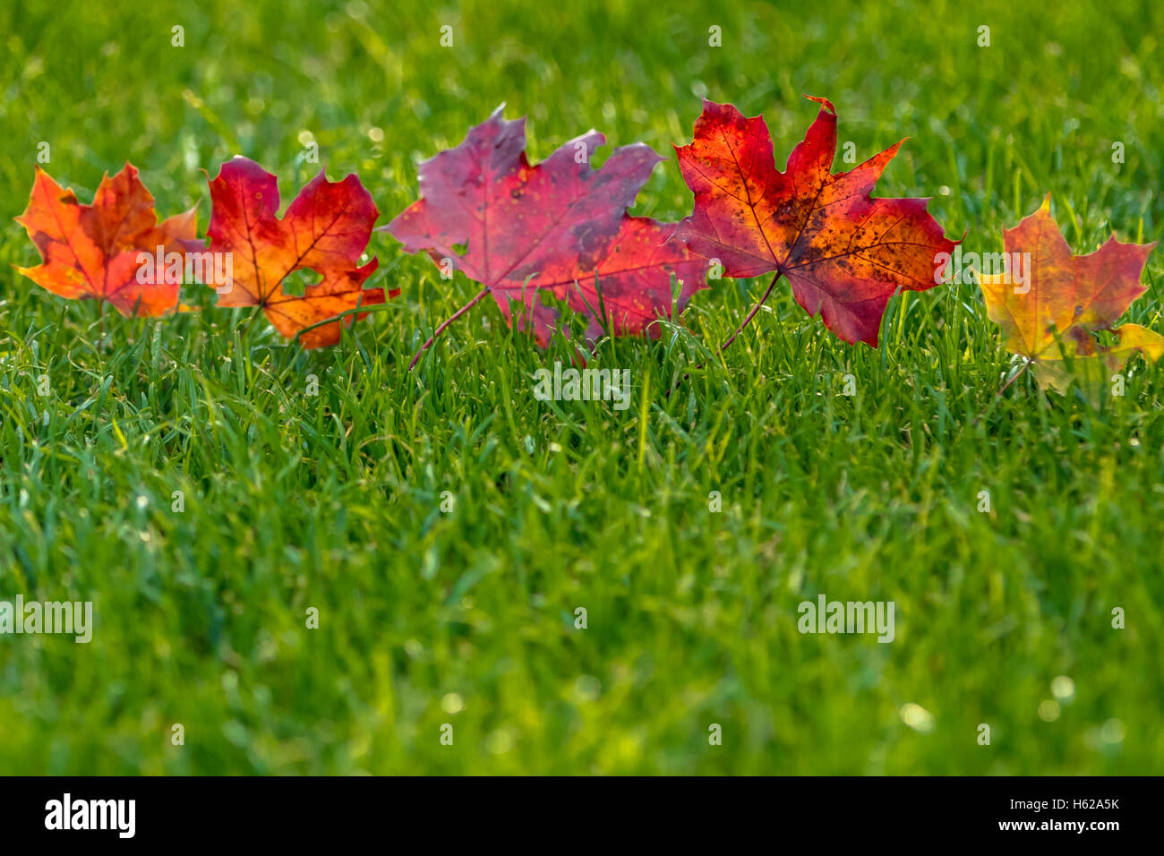Red leaves in a row on the green grass Stock Photo