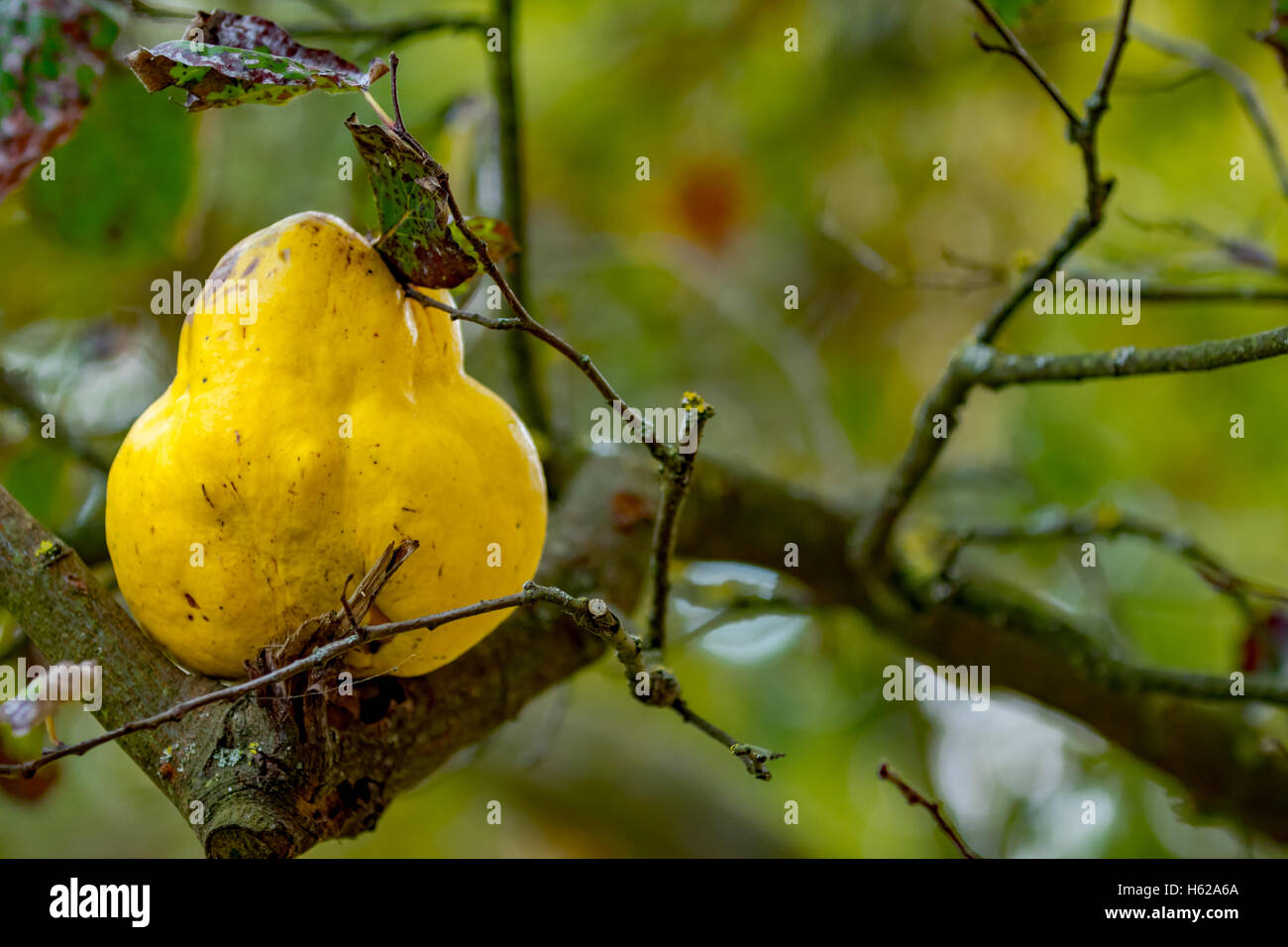 huge quince on a branch in autumn Stock Photo