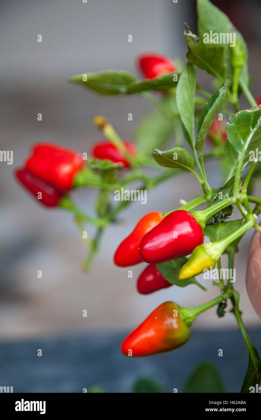 Red pepper in a garden in Kalymnos, Greece, Europe. Stock Photo