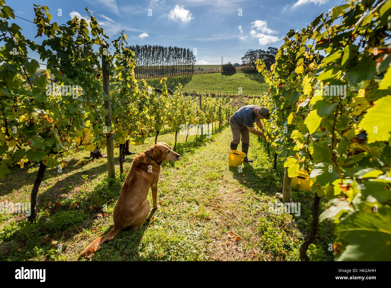 Edmund Limerick, a volunteer grape-picker at the Breaky Bottom vineyard, near Lewes in East Sussex, with his dog Redmund. Englis Stock Photo