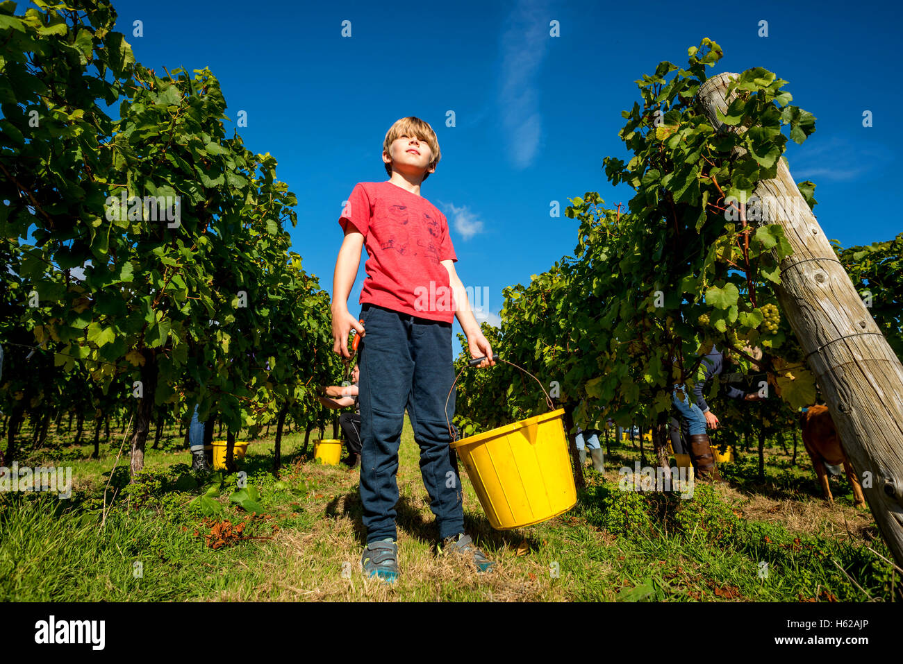 Nine-year-old Peter Duckworth, a volunteer grape-picker at the Breaky Bottom vineyard, near Lewes in East Sussex. English sparkl Stock Photo