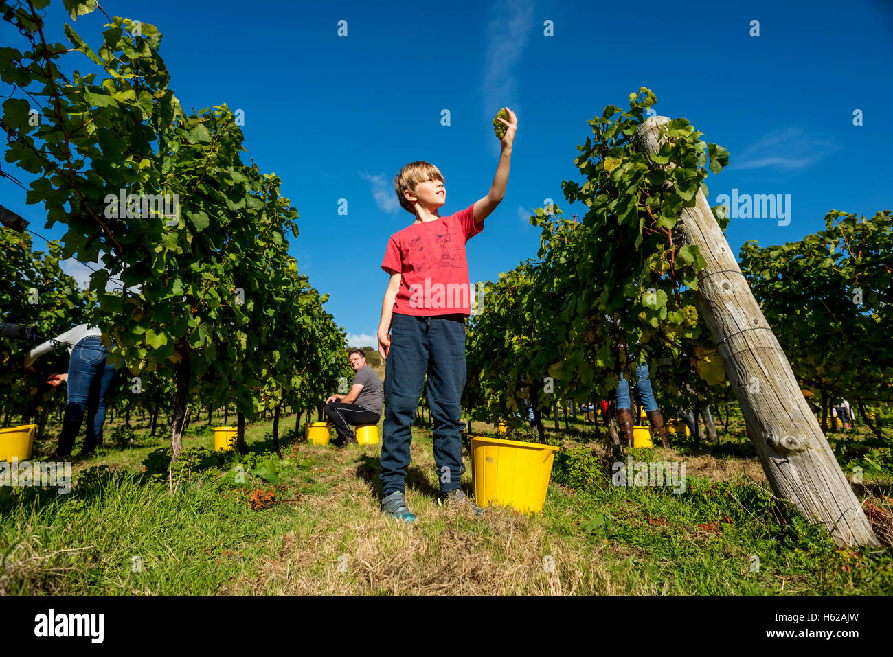 Nine-year-old Peter Duckworth, a volunteer grape-picker at the Breaky Bottom vineyard, near Lewes in East Sussex. English sparkl Stock Photo