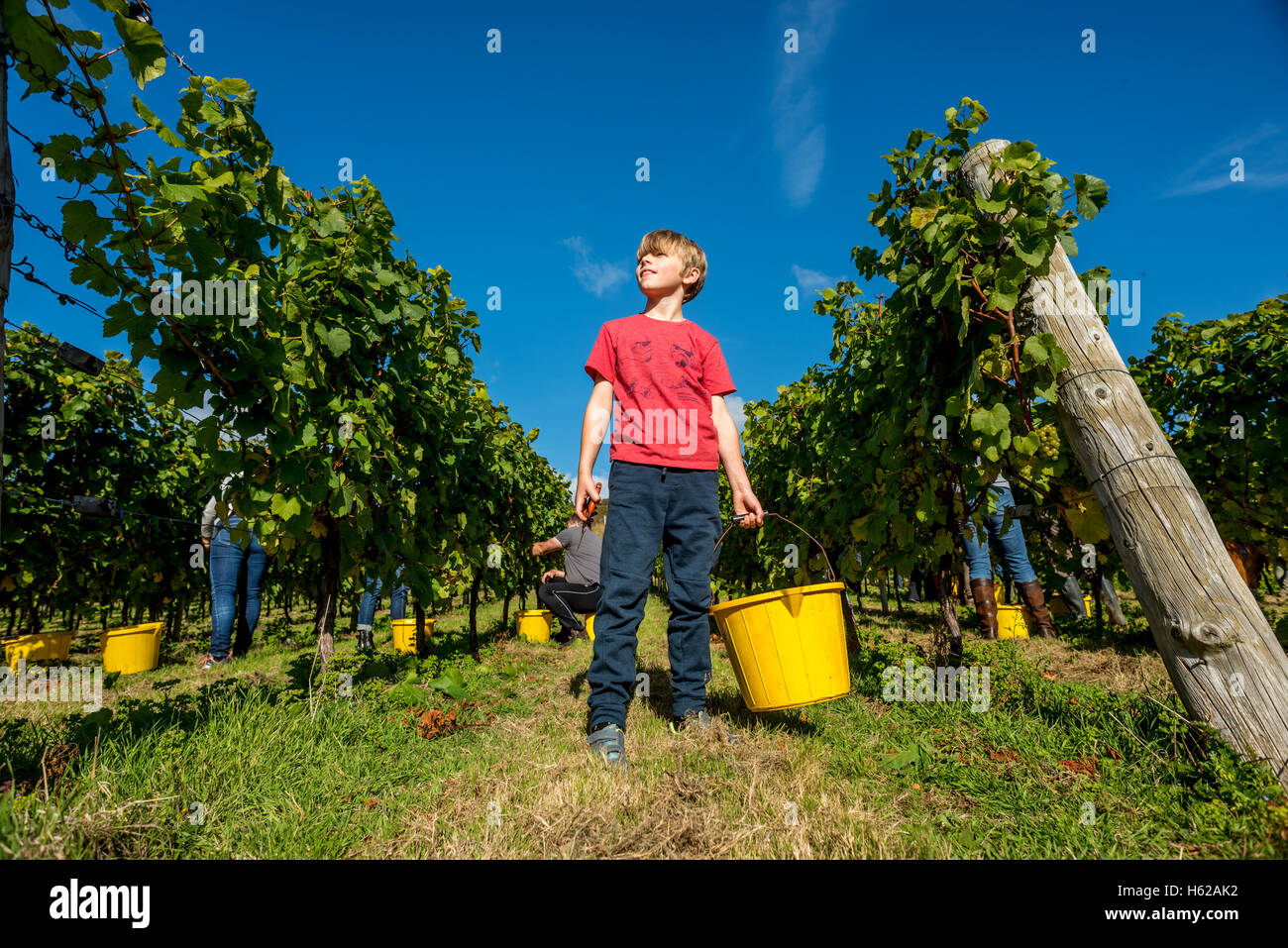Nine-year-old Peter Duckworth, a volunteer grape-picker at the Breaky Bottom vineyard, near Lewes in East Sussex. English sparkl Stock Photo