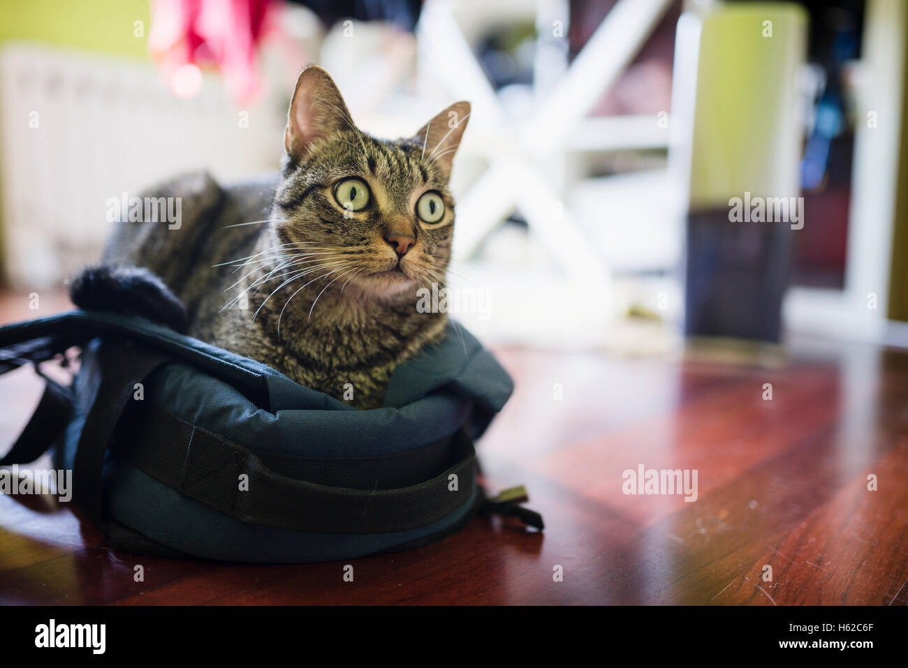 Tabby cat lying on a backpack Stock Photo