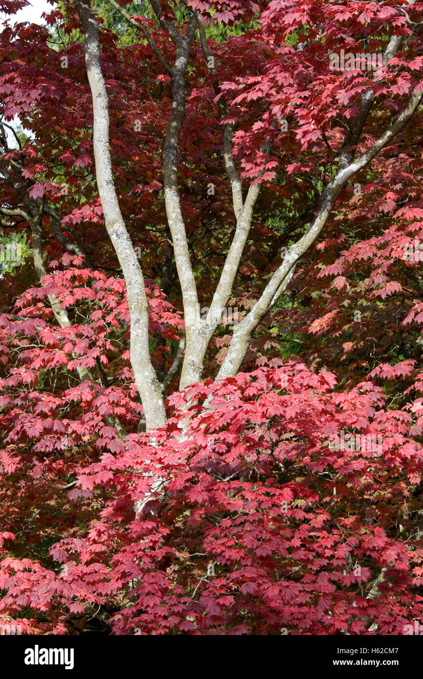 Acer Japonica 'Vitafolium' leaves in Autumn. Stock Photo