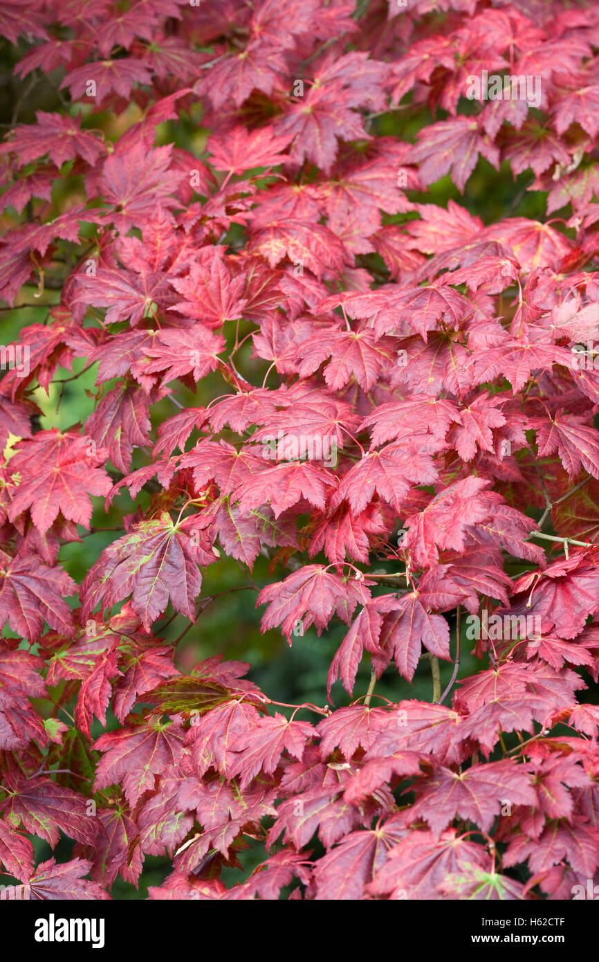 Acer Japonica 'Vitafolium' leaves in Autumn. Stock Photo