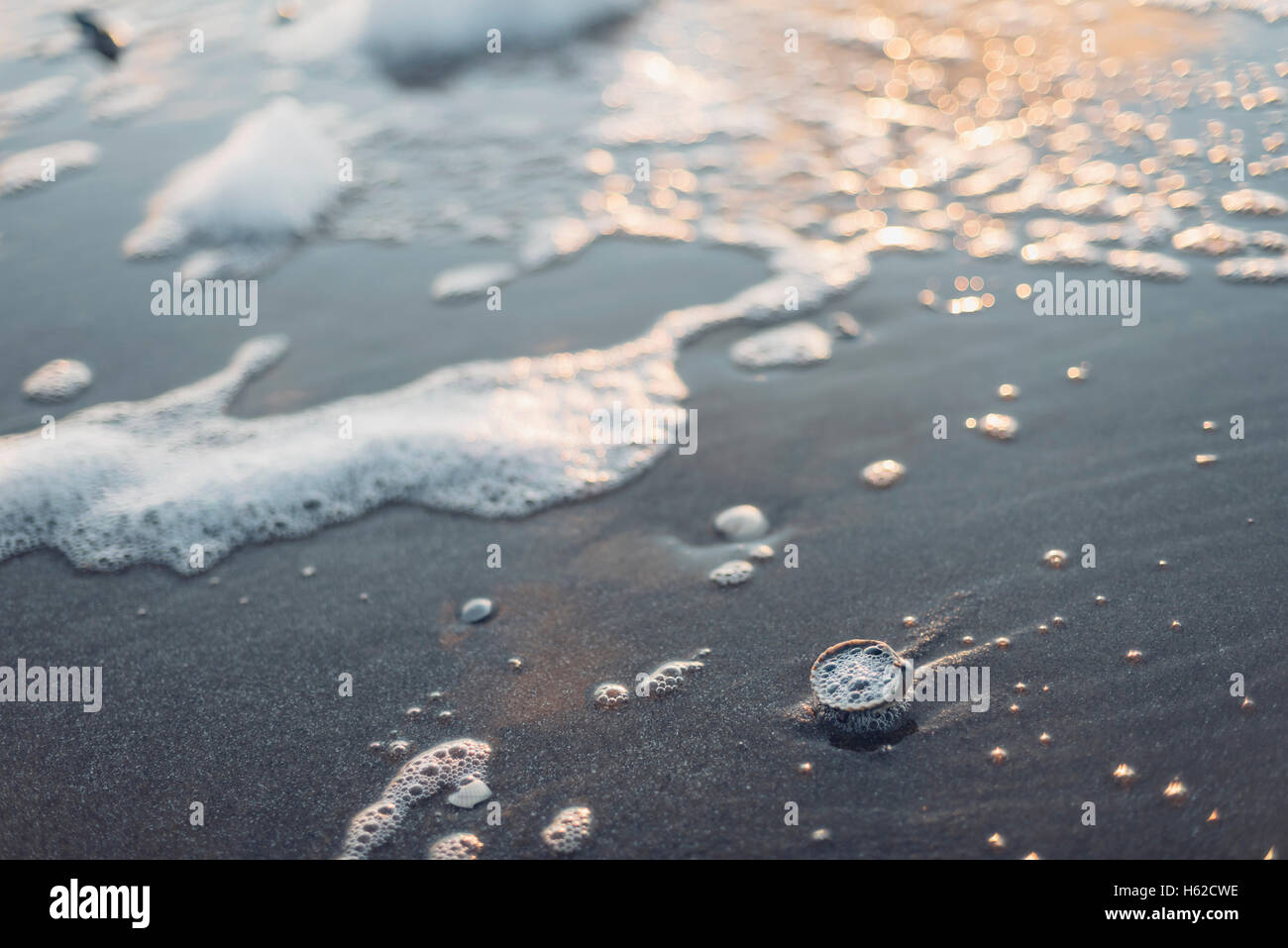 Cockles on the beach Stock Photo Alamy